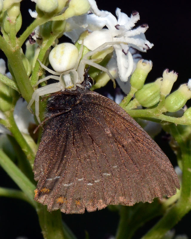 Predazione di Misumena vatia su Satyrium sp